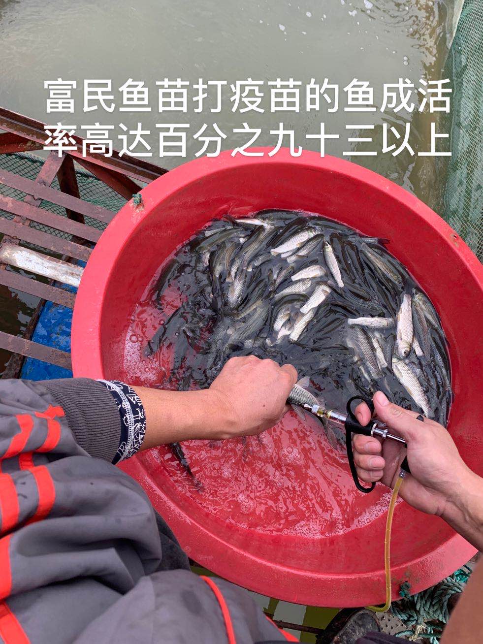 長江系草魚