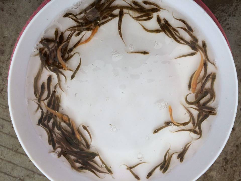 臺灣特種泥鰍苗
