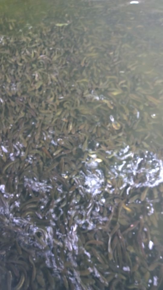 高密度養(yǎng)殖